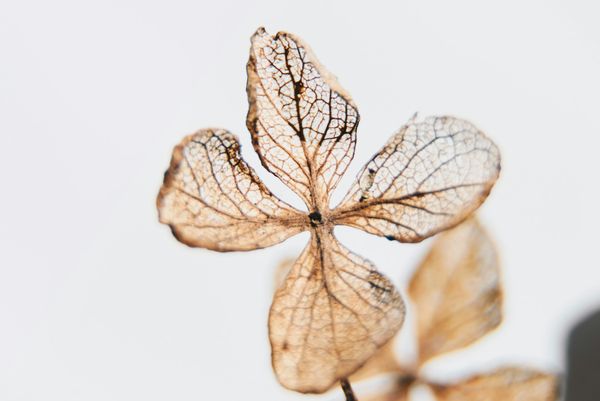dry flowers